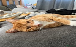 Mixed Breed cats for sale: My Myles  - Image 3