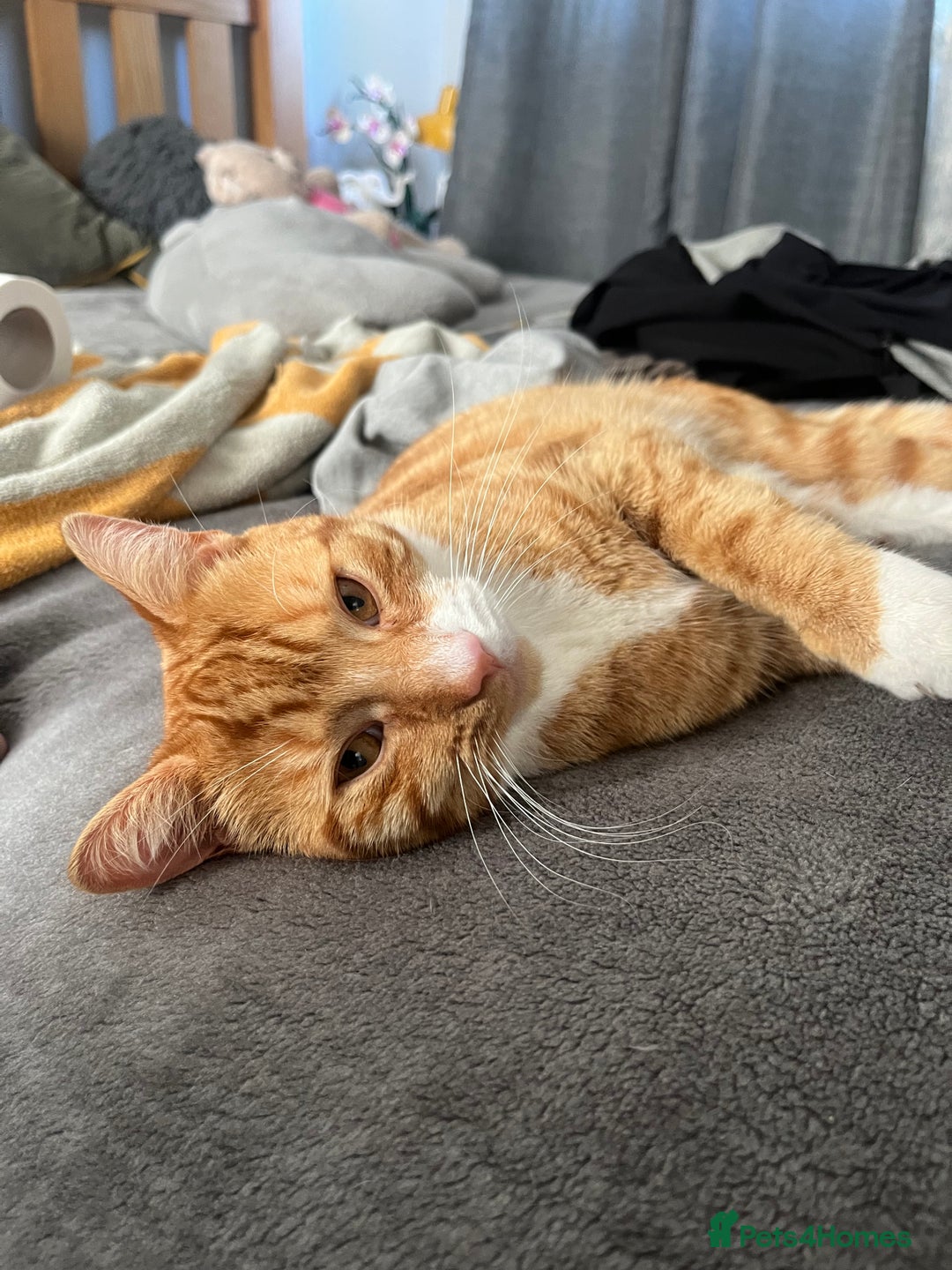 Mixed Breed cats for sale: My Myles  - Image 3
