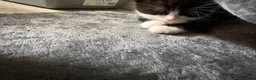 Domestic Shorthair cats for sale: Beautifull Kittens - Advert 9