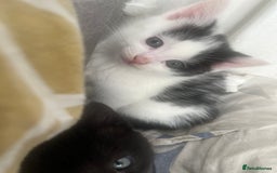 Mixed Breed cats for sale: Kittens - Image 5