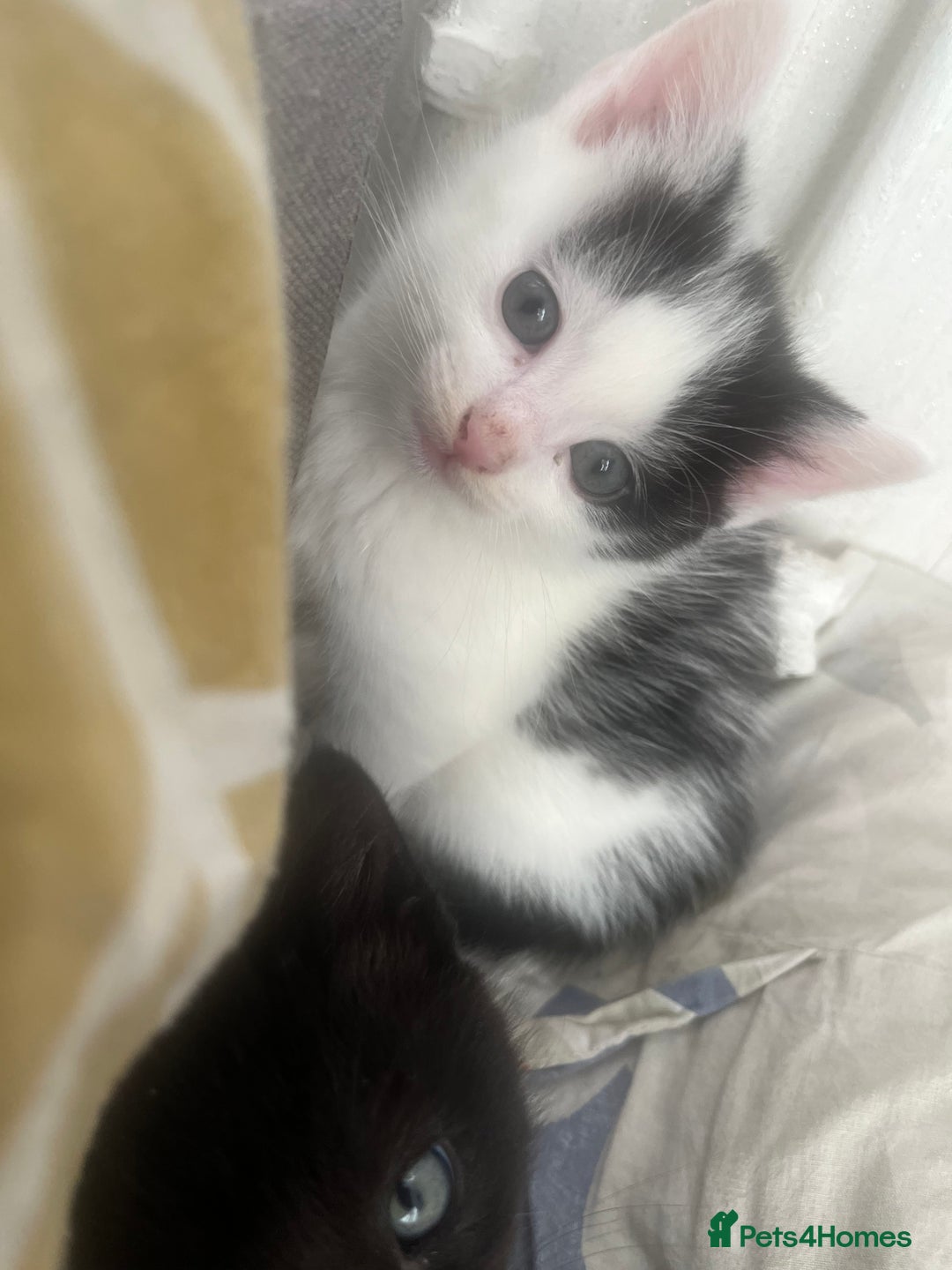 Mixed Breed cats for sale: Kittens - Image 5