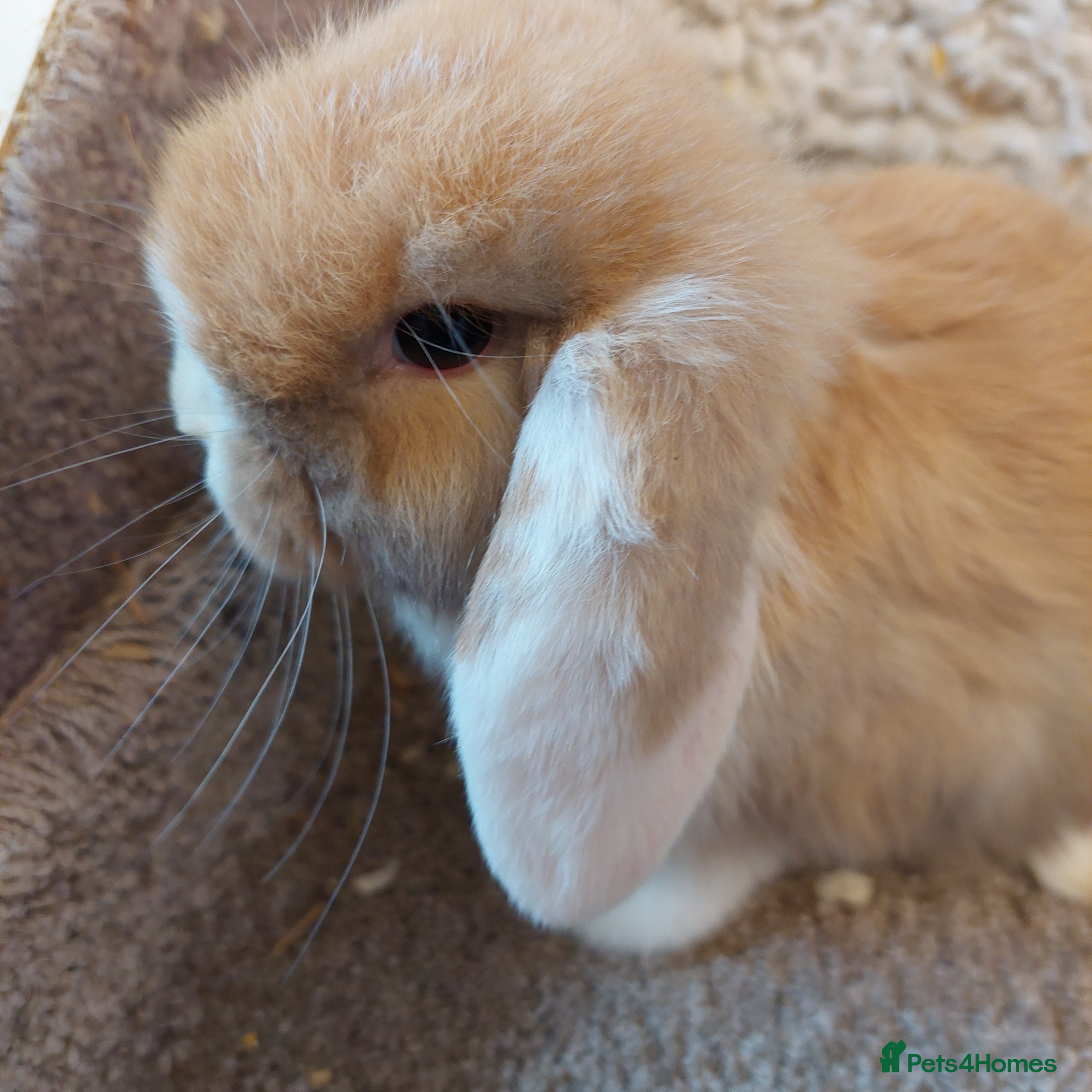 Mini Lop rabbits  Last 2 Minilop babys ready to reserve  - Advert 14
