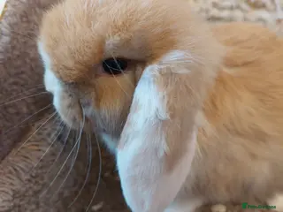 Mini Lop rabbits Last 2 Minilop babys ready to reserve - Advert 14