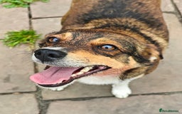 Mixed Breed dogs for adoption: 💙🐶 CHICO 🐶💙 - Image 14