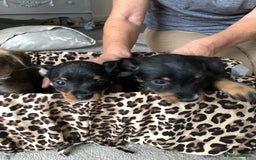 Jack Russell dogs for sale: Jack Russell pups - Image 9