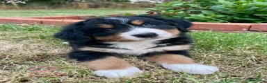 Bernese Mountain Dog 8