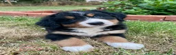 Bernese Mountain Dog dogs for sale: Bernese Mountain Dog Puppies - Advert 9