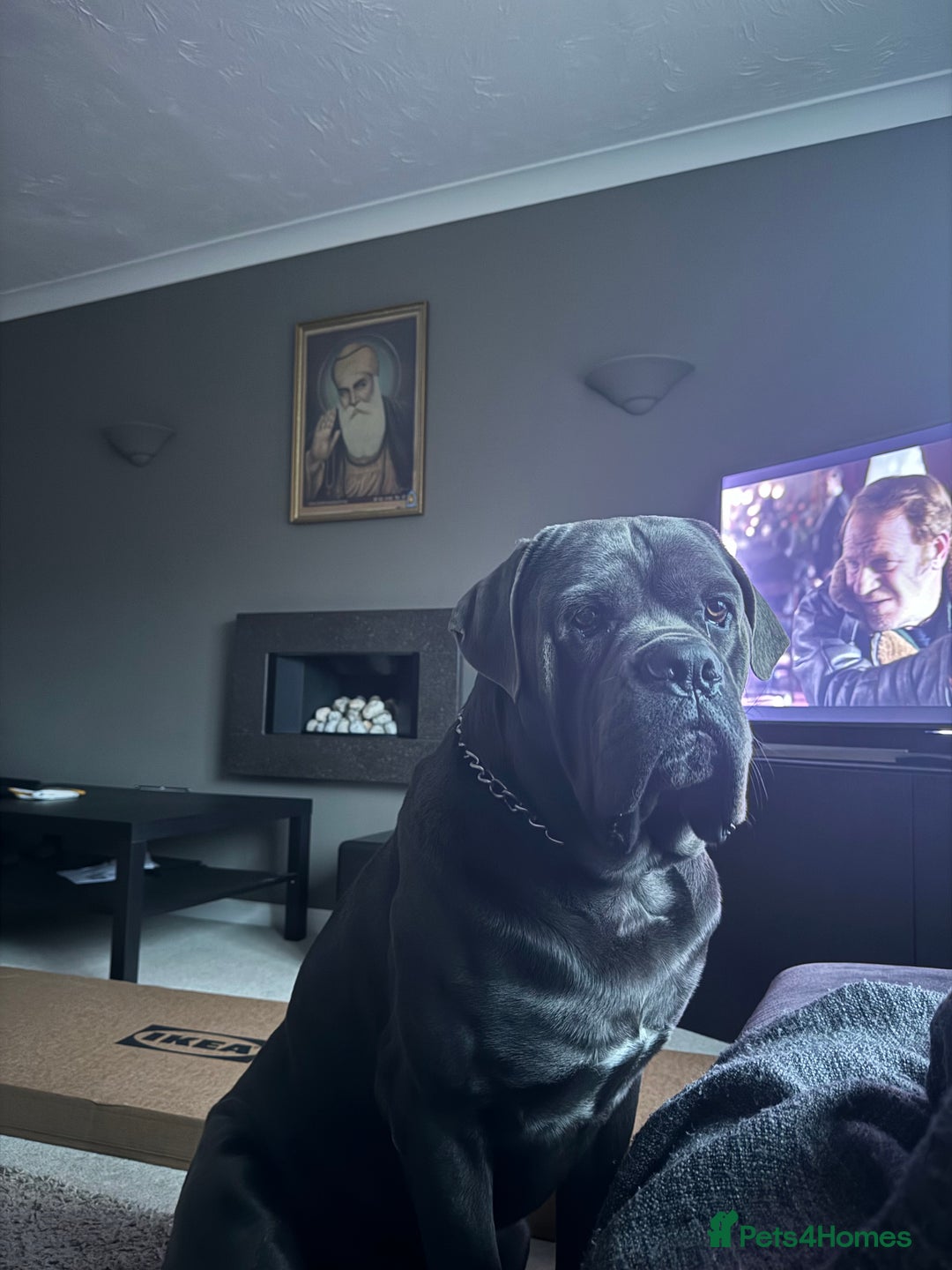 Cane Corso dogs for stud: Kain - For Stud - Image 7