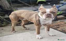 Boston Terrier dogs for sale: Stunning boston terrier puppies - Image 6