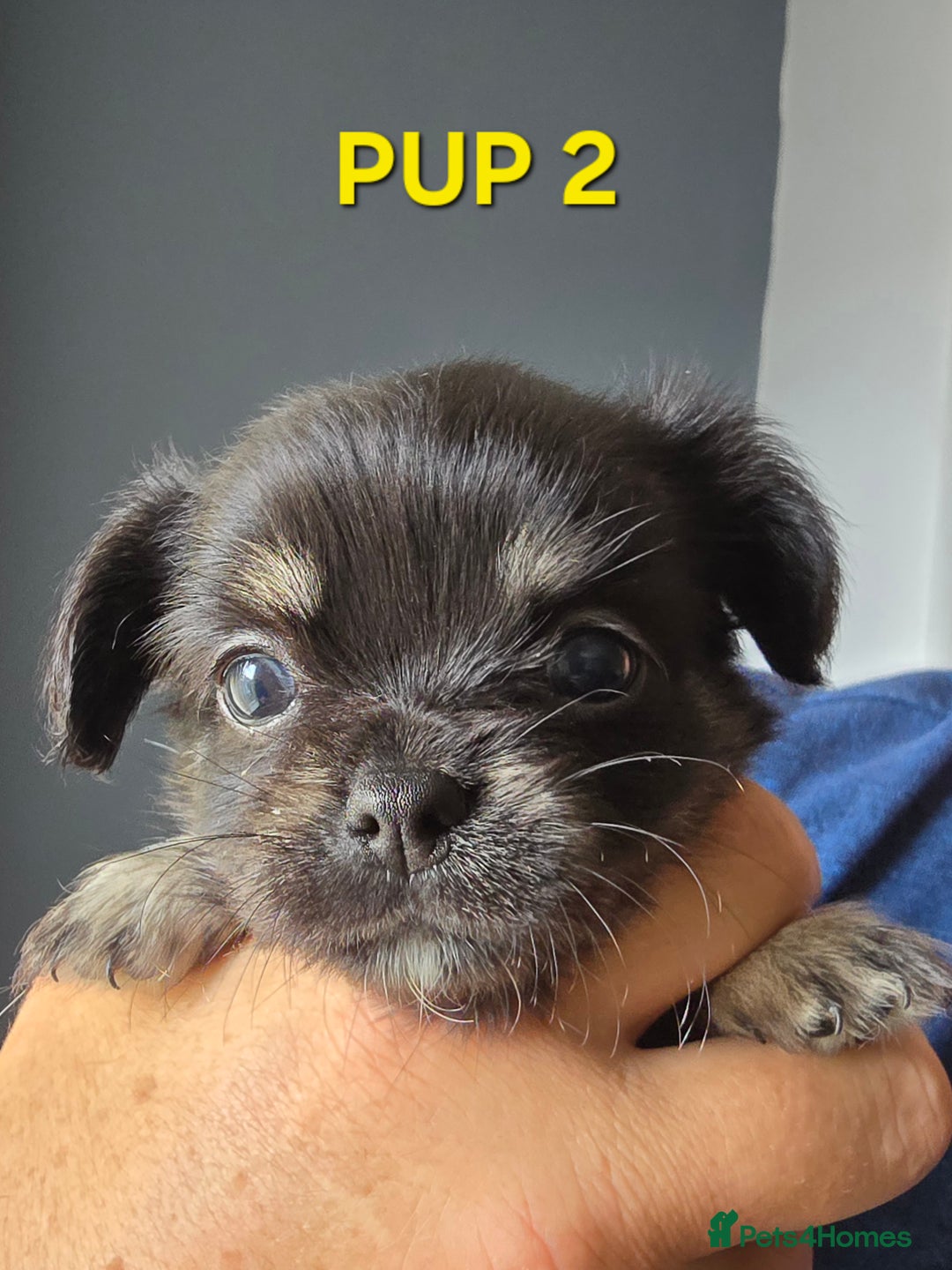 Chihuahua dogs for sale: Beautiful small.long haired chihuahua boys - Image 8
