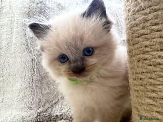 Ragdoll cats GCCF Exceptional Pedigree LAST FEMALE - Advert 13