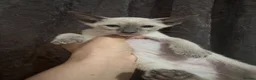 Siamese cats for sale: 6 stunning Siamese kittens available  - Advert 5