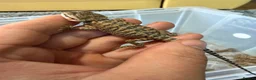 Bearded Dragon reptiles for sale: Beautiful Baby Bearded Dragons Available - Advert 11
