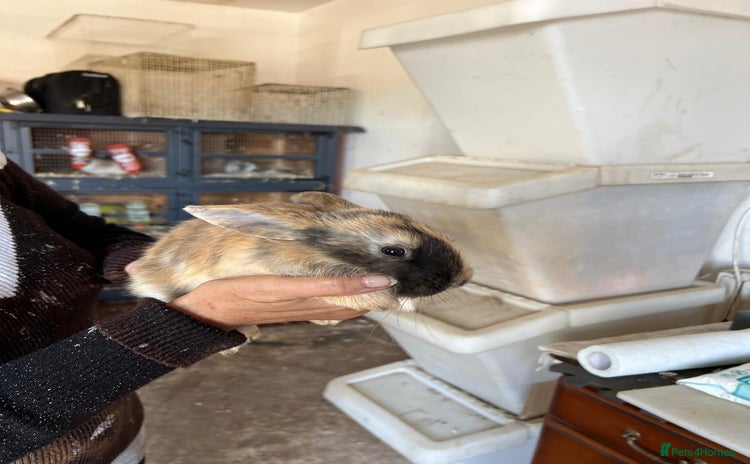 Mixed Breed rabbits for sale - Advert 4