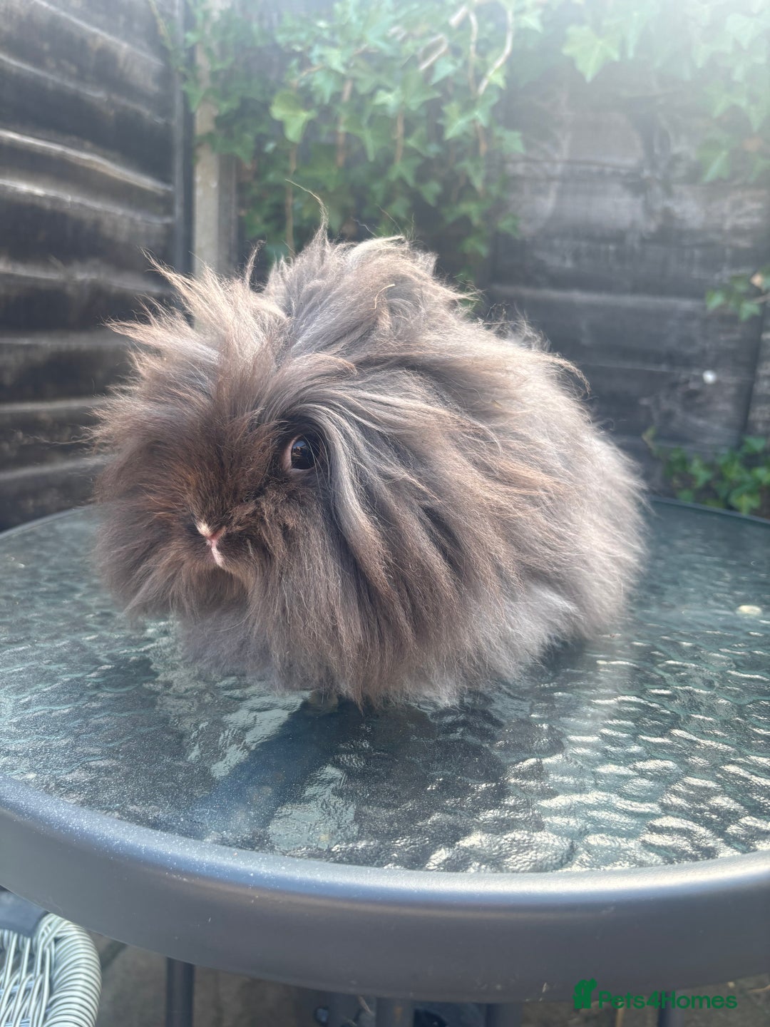 Lionhead rabbits for sale: Lionhead rabbits for sale  - Image 2
