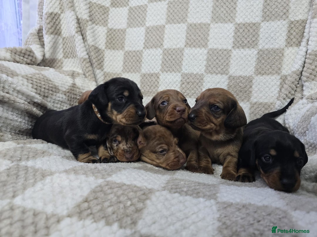 Dachshund dogs for sale: KC Standard Dachshund puppies ! - Advert 4
