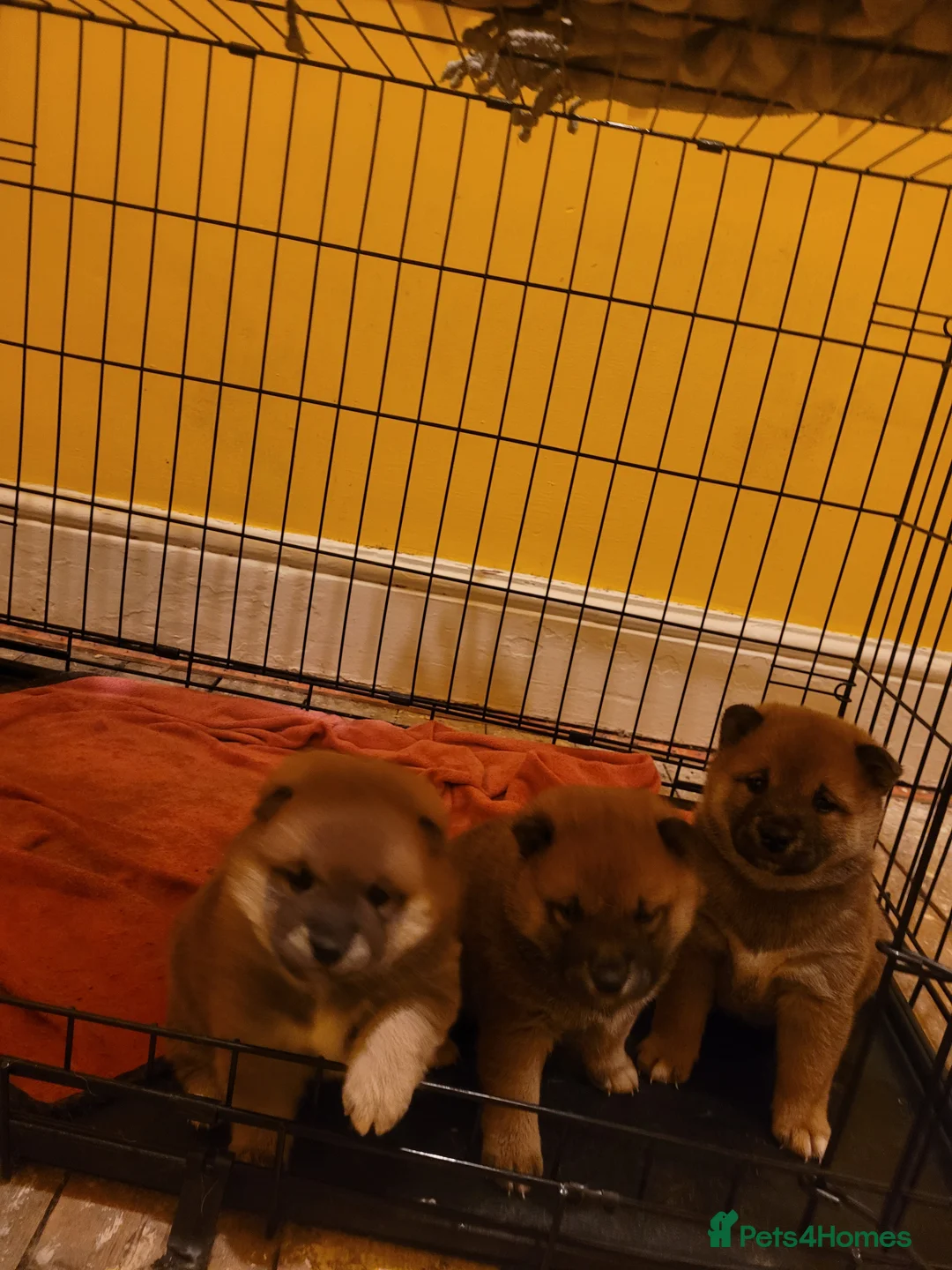 Japanese Shiba Inu dogs for sale: Japanes  shiba inu - Advert 4