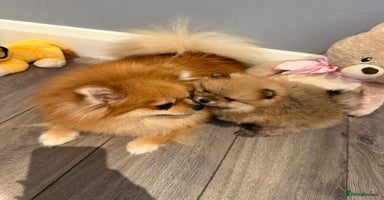 Pomeranian dogs Pomeranian puppies for sale .  - Advert 1