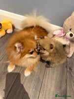 Pomeranian dogs Pomeranian puppies for sale . - Advert 2