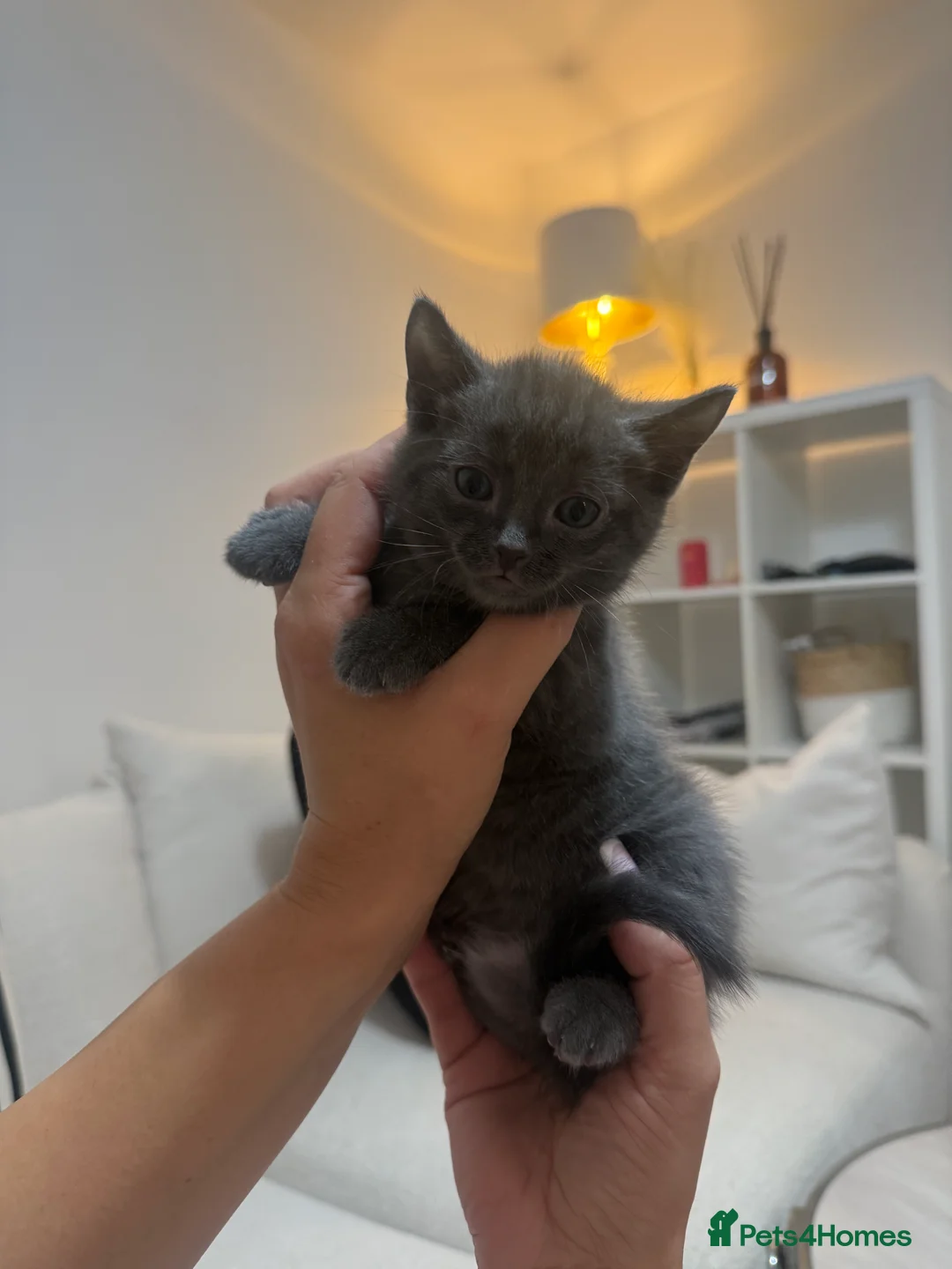 Russian Blue cats for sale: Russian Blue kittens  - Advert 2