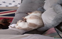 Miniature Dachshund dogs for sale: Male long hair dachshund  - Image 5