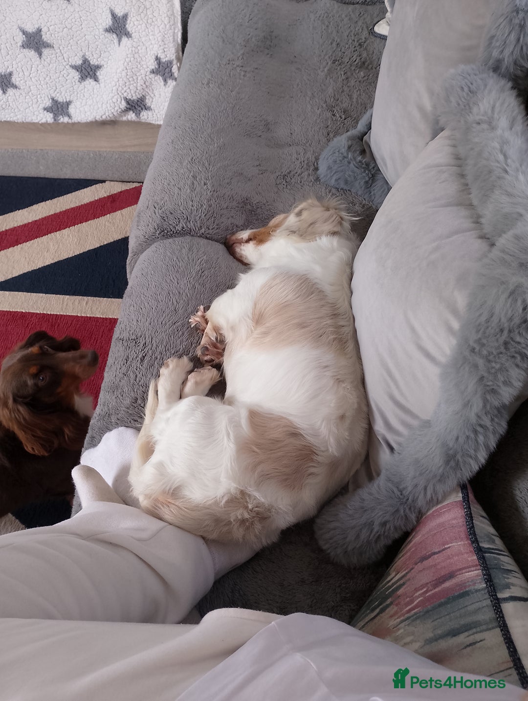 Miniature Dachshund dogs for sale: Male long hair dachshund  - Image 5