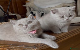 British Shorthair cats for sale: Beautiful Lilac BSH champion Line kittens - Image 24