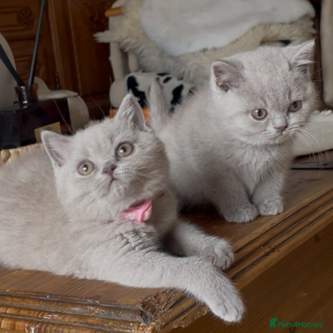 British Shorthair cats for sale: Beautiful Lilac BSH champion Line kittens - Image 24