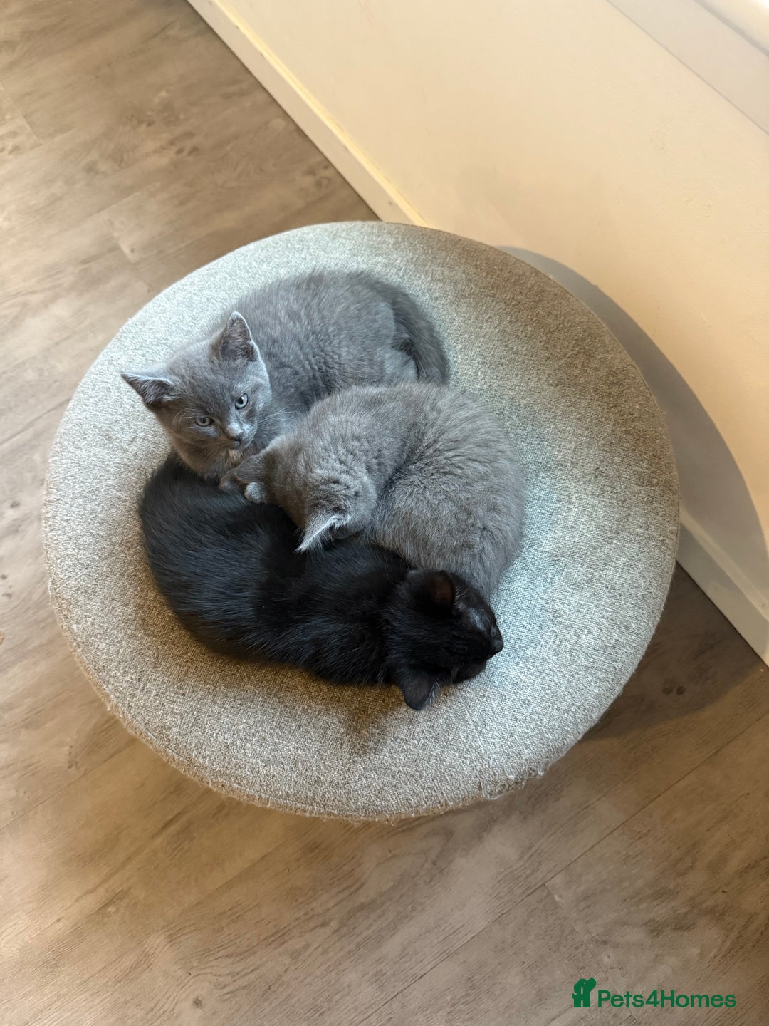 Ragdoll cats for sale: Ragdoll X boy  - Advert 2