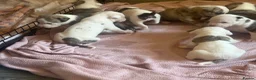 American Bulldog dogs for sale: AMERICAN BULLDOG PUPIES - Advert 7