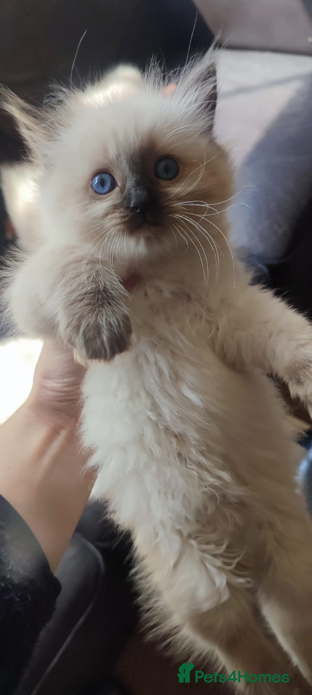 Ragdoll cats for sale: Beautiful Ragdoll kittens - Image 18