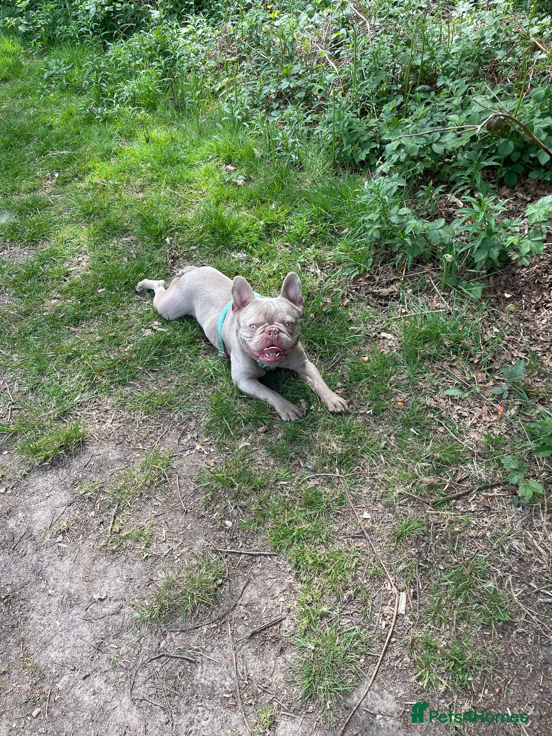 French Bulldog dogs for stud: Proven French bulldog for stud  - Advert 4