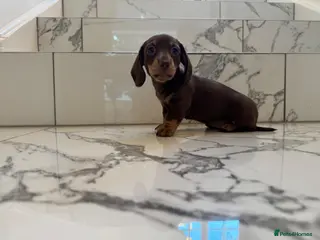 Miniature Dachshund dogs Ready now. KC. PRA Clear. Mini Dachshunds.Stunning - Advert 12