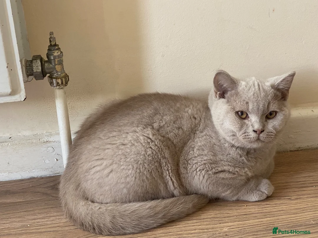 British Shorthair cats for sale: GCCF Active Championship line British Shorthairs - Advert 2