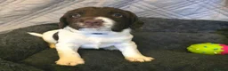 English Springer Spaniel dogs for sale: 💫Beautiful🐾KC💛 English Springer Spaniel Puppies - Advert 18