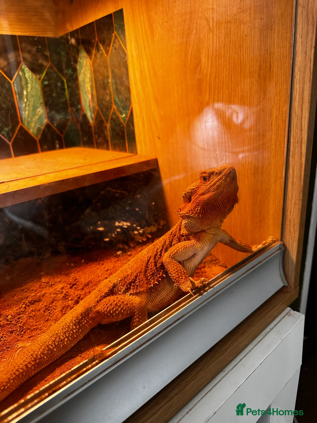 Bearded Dragon reptiles for sale: Bearded dragon (2 years old) - Advert 2