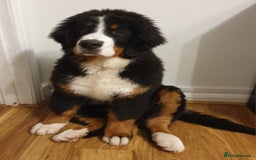 Bernese Mountain Dog dogs for stud: Proven health tested BMD handsome boy for stud. in Northampton - Image 16