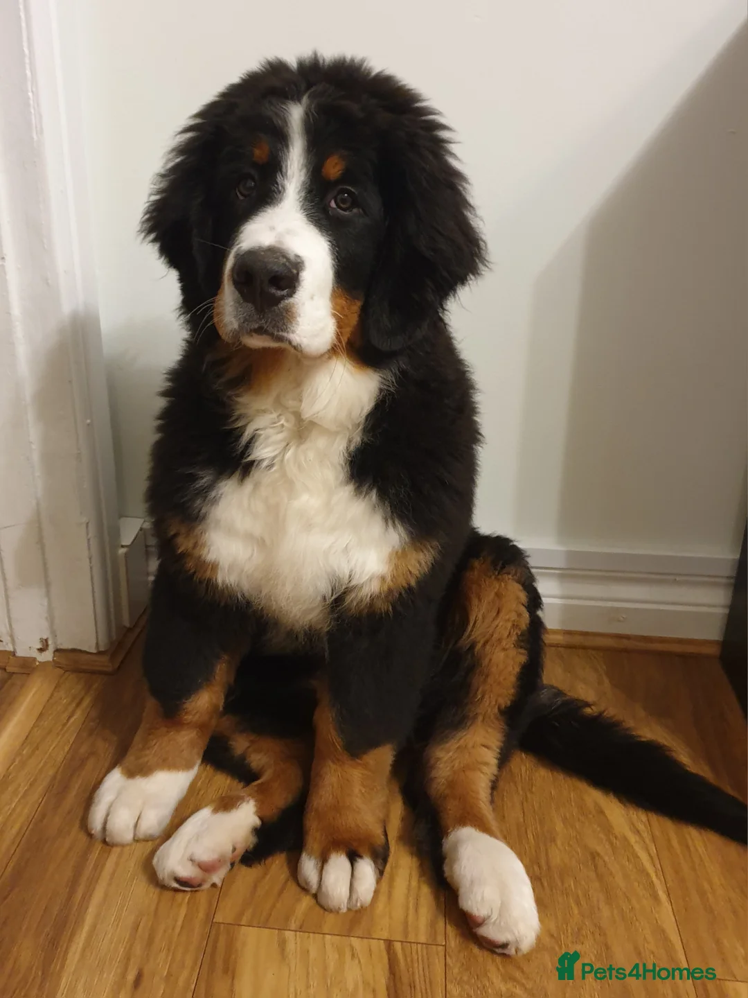 Bernese Mountain Dog dogs for stud: Proven health tested BMD handsome boy for stud. in Northampton - Advert 11