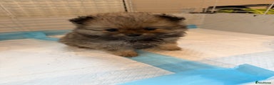 Pomeranian Puppy 3