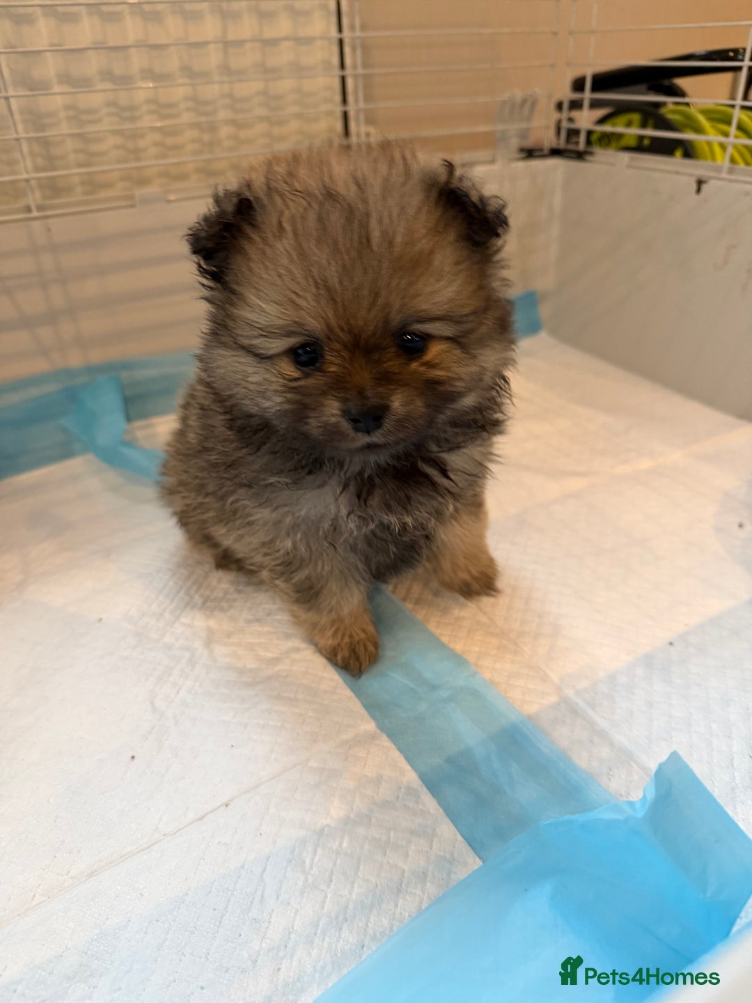 Pomeranian dogs for sale: Pomeranian puppy’s  - Advert 18