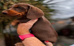 Miniature Dachshund dogs for sale: READY NOW Stunning miniature dachshund pups in Mirfield - Image 19