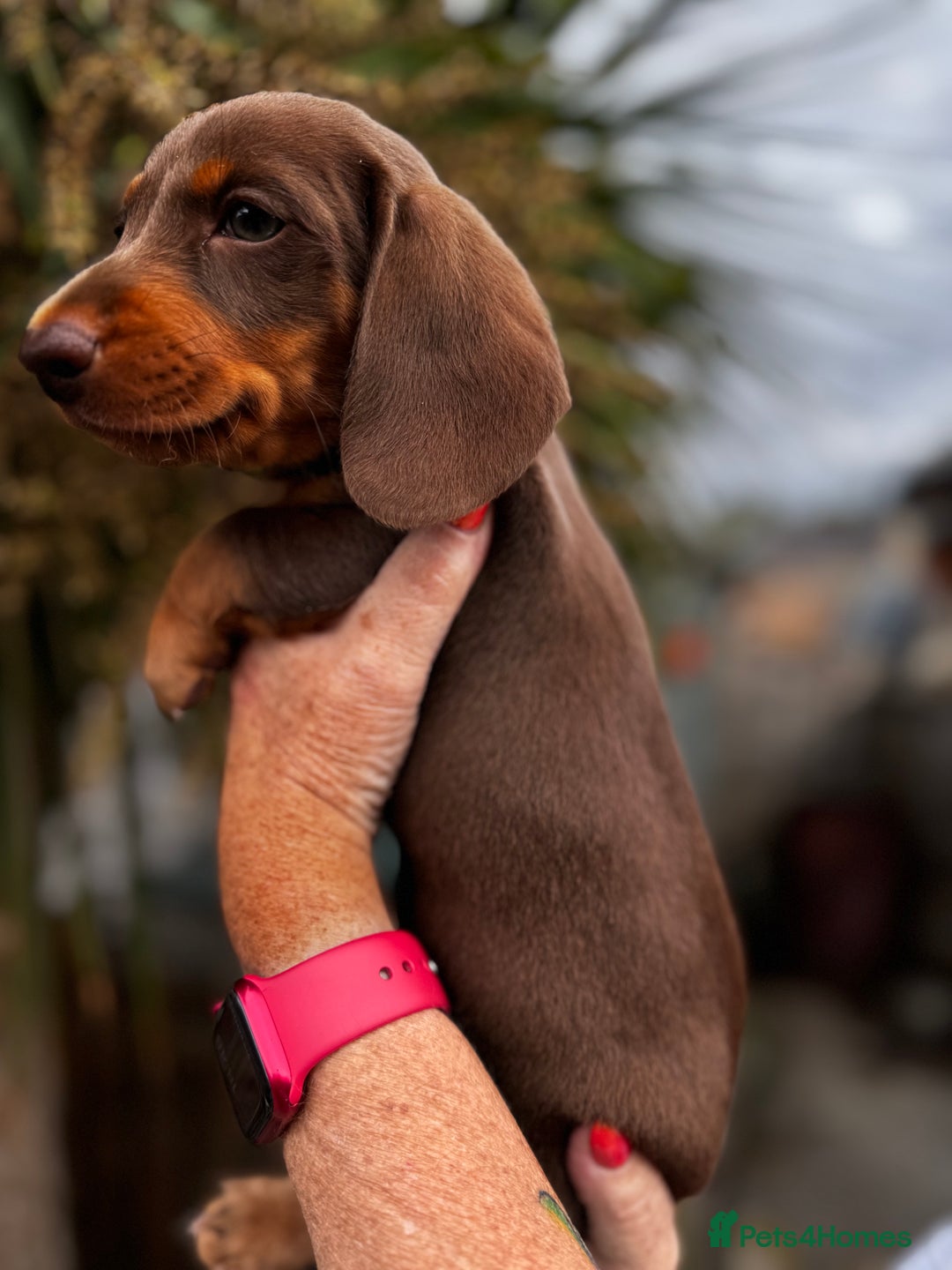 Miniature Dachshund dogs for sale: READY NOW Stunning miniature dachshund pups in Mirfield - Image 19