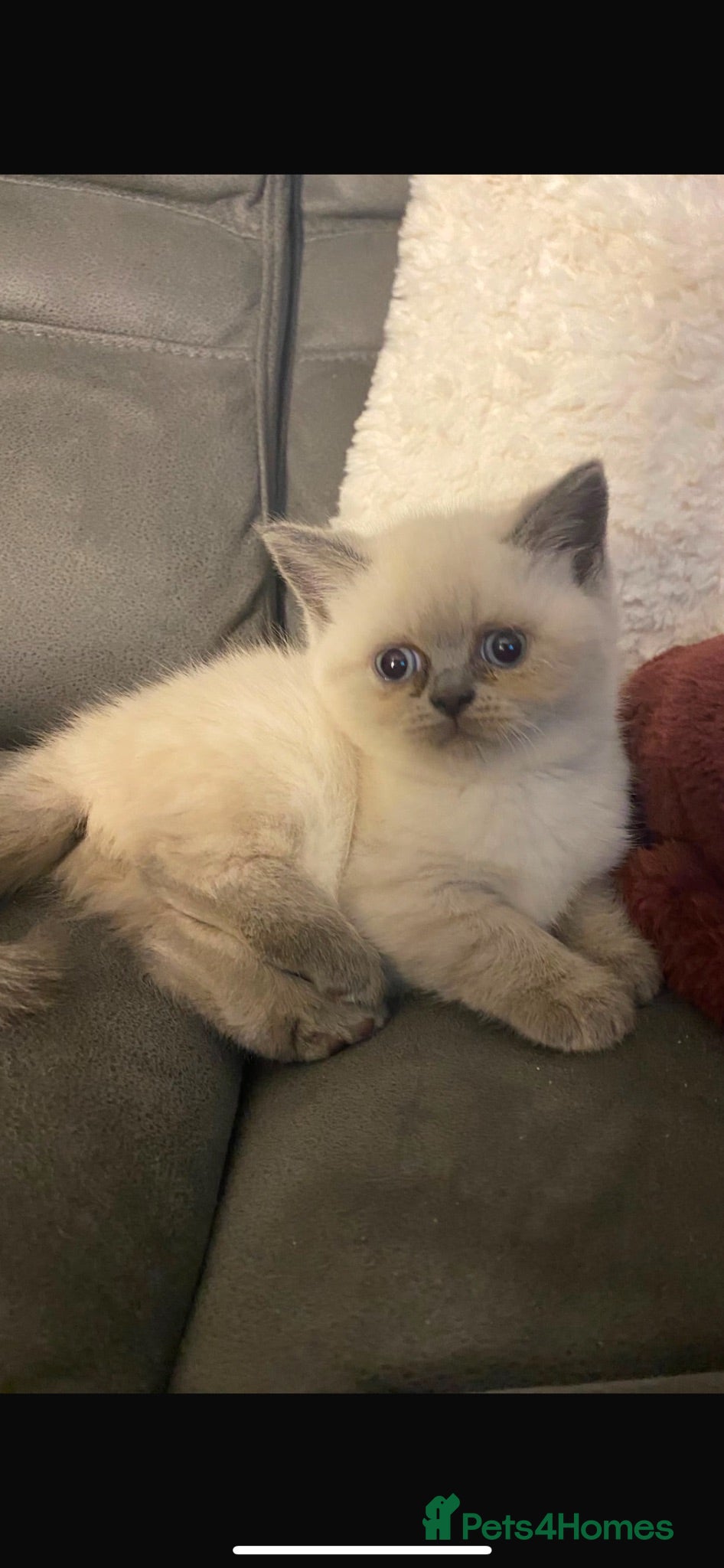 Mixed Breed cats Beautiful British shorthair/persian kittens - Advert 4