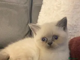 Mixed Breed cats Beautiful British shorthair/persian kittens - Advert 4