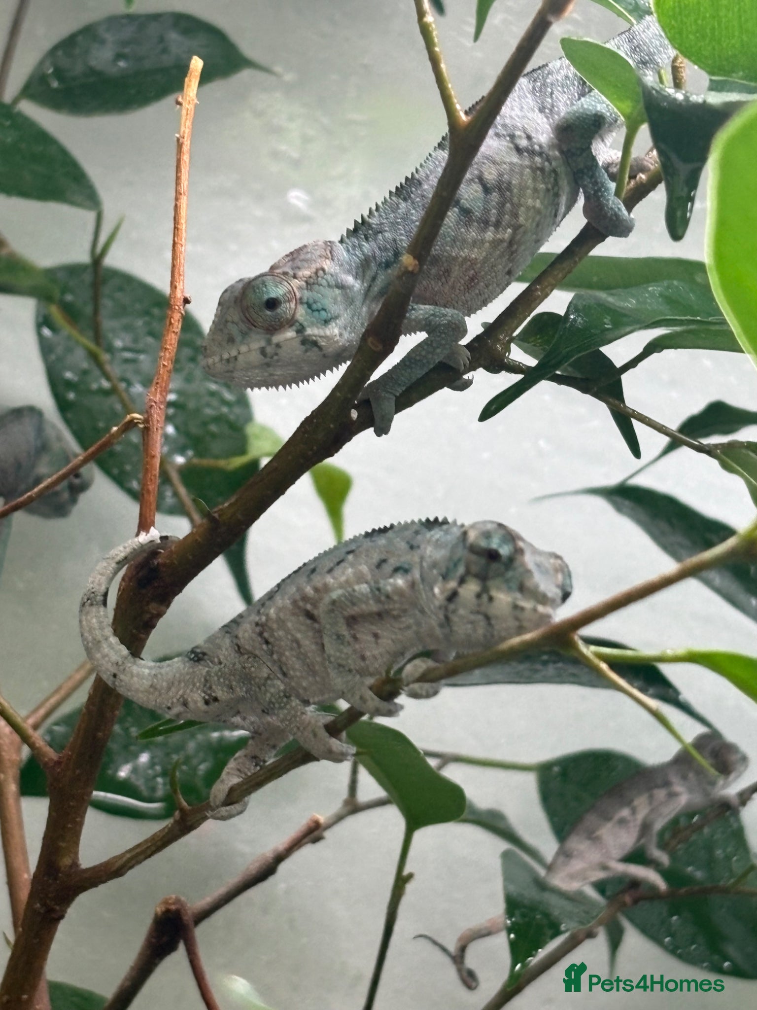 Chameleon reptiles Blue Ambanja Panther Chameleons  - Advert 2