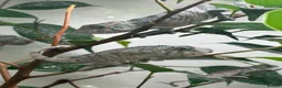 Chameleon reptiles for sale: Blue Ambanja Panther Chameleons  - Advert 2