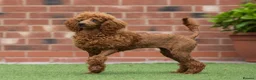 Miniature Poodle dogs for sale: Donna jay Exceptional Deep Red Mini Poodle Girl —  in Stafford - Advert 2