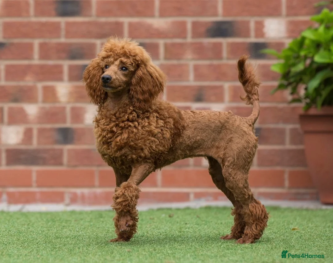 Miniature Poodle dogs for sale: Donna jay Exceptional Deep Red Mini Poodle Girl —  in Stafford - Advert 2