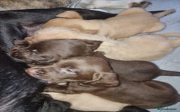 Mixed Breed dogs for sale: Labrador x cockapoo puppies - Image 10