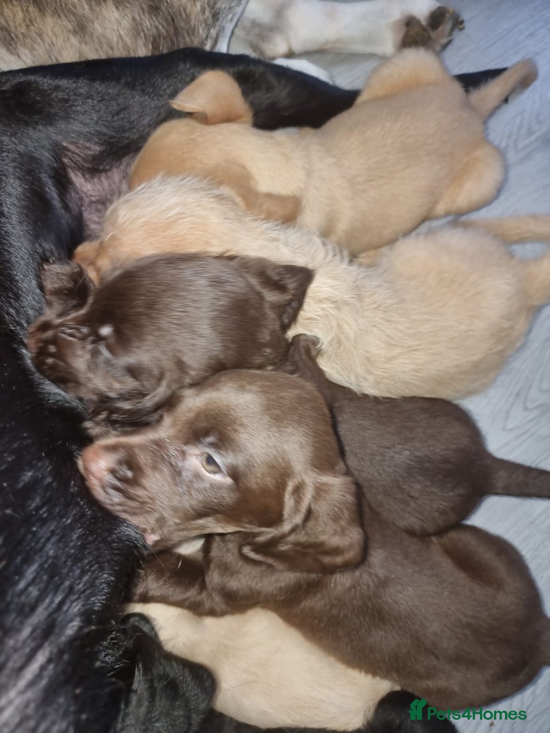 Mixed Breed dogs for sale: Labrador x cockapoo puppies - Image 10